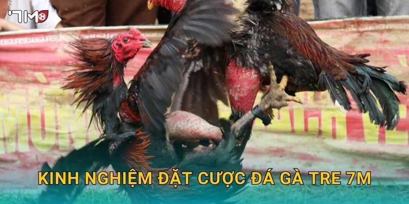 Kinh nghiệm đặt cược đá gà tre 7M