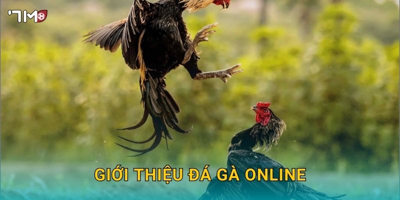 Giới thiệu đá gà online