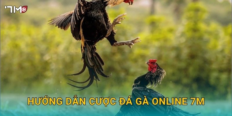 Hướng dẫn cược đá gà online 7M