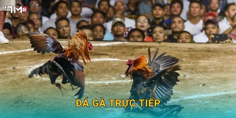 Đá Gà Trực Tiếp 7M – Trải Nghiệm Cá Cược Hấp Dẫn Mỗi Ngày