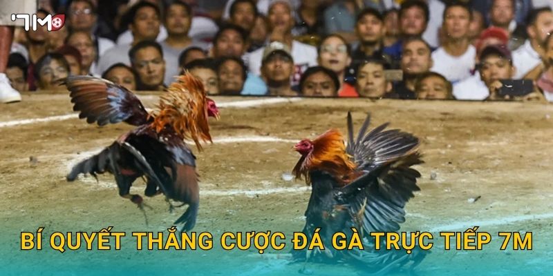 Bí quyết thắng cược đá gà trực tiếp 7M