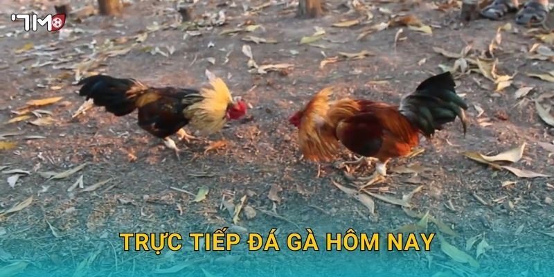 Trực Tiếp Đá Gà Hôm Nay 7M – Xem Kèo, Đặt Cược Và Thắng Lớn