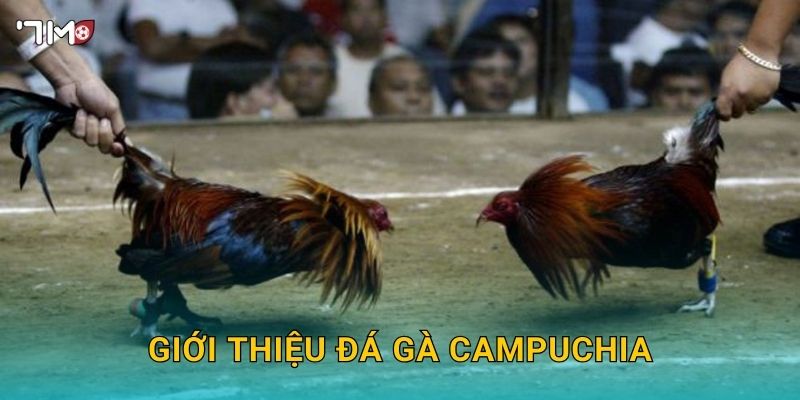 Giới thiệu đá gà Campuchia