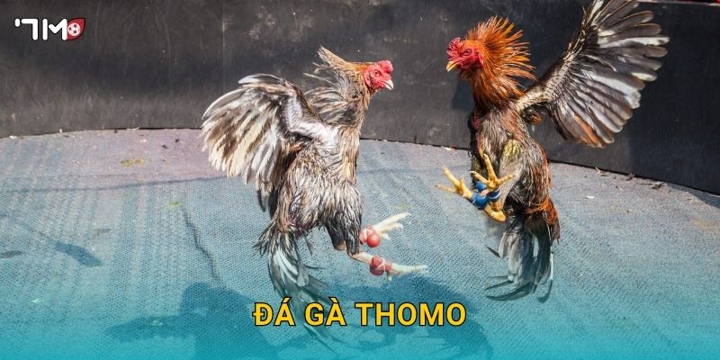Đá Gà Thomo 7M – Khám Phá Sân Chơi Hấp Dẫn Và Cược Thắng Lớn