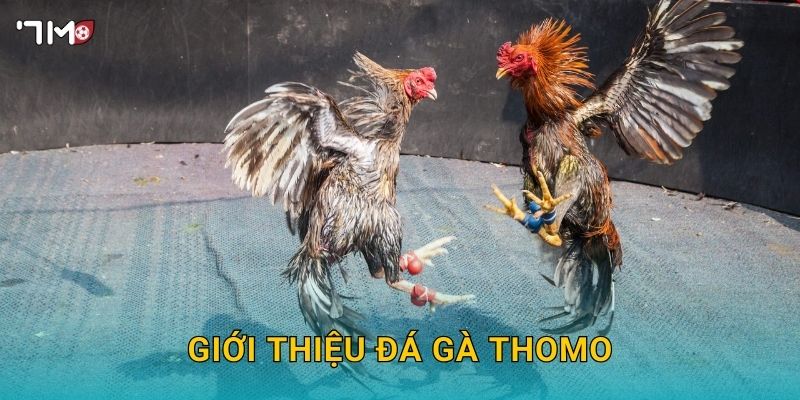 Giới thiệu đá gà Thomo