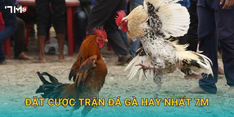 Đặt cược trận đá gà hay nhất 7M