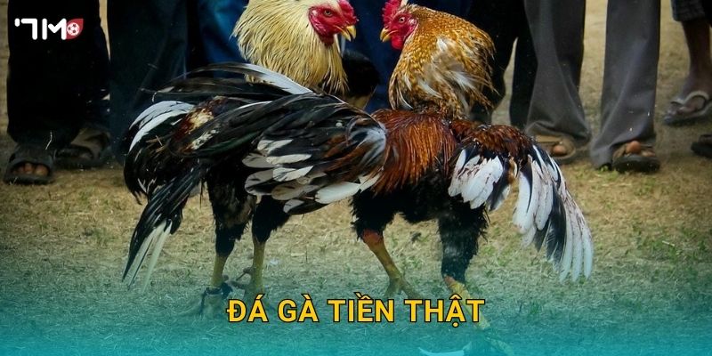Đá Gà Tiền Thật 7M – Tham Gia Đặt Cược Và Nhận Thưởng Lớn Ngay