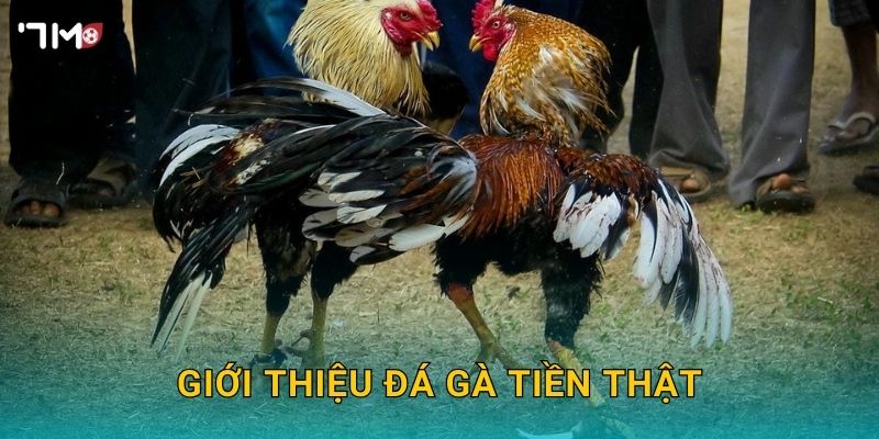 Giới thiệu đá gà tiền thật