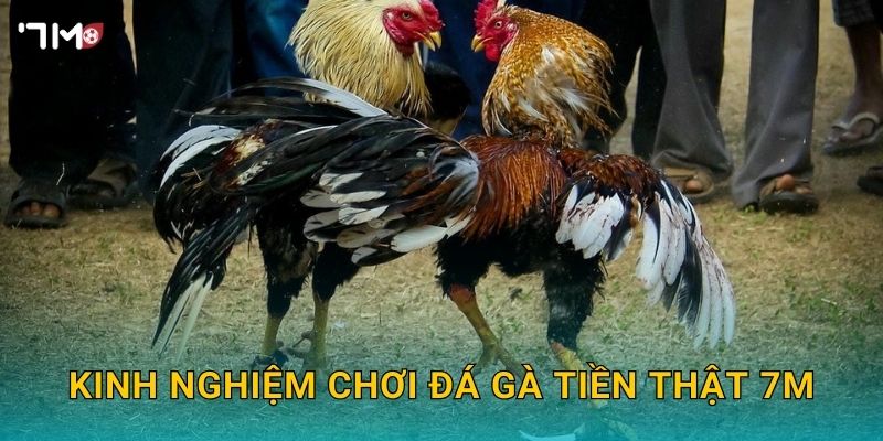 Kinh nghiệm chơi đá gà tiền thật 7M