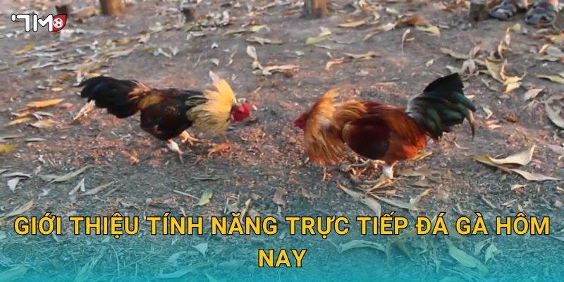 Giới thiệu tính năng trực tiếp đá gà hôm nay